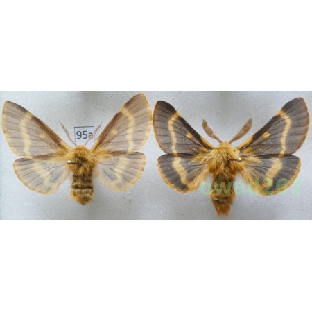 Lemonia dumi (Linnaeus, 1761) pair Czech95a
